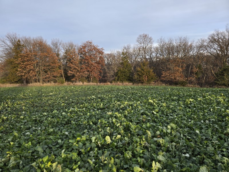 Ringgold County, IA 296+/- primary image